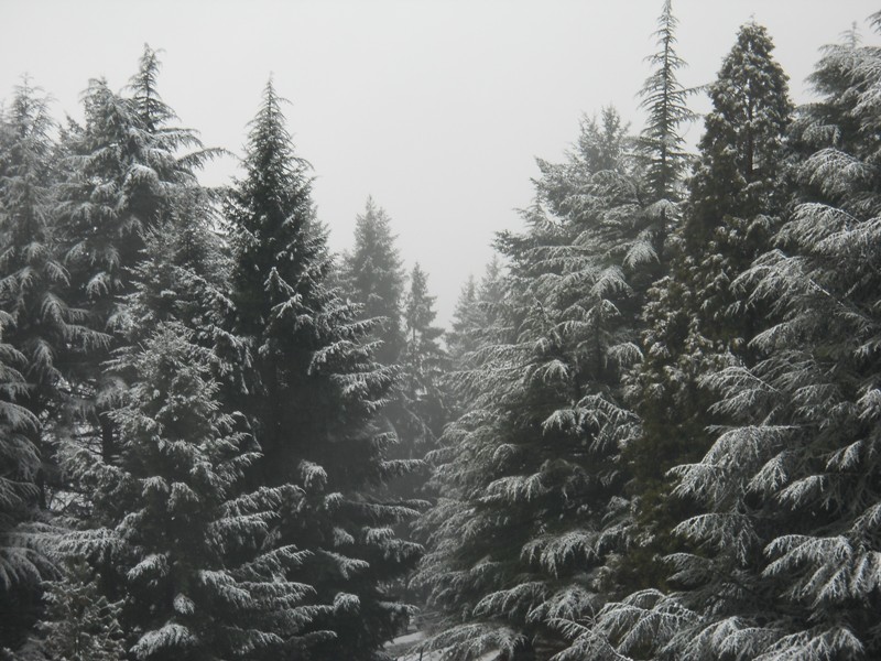 Buone feste (Gloiothele lactescens)